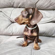 Gorgeous Male/Female DACHSHUND Puppies!!Please Email us AT (malingenfelter25@gmail.com)