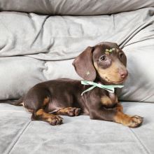 Gorgeous Male/Female DACHSHUND Puppies!!Please Email us AT (malingenfelter25@gmail.com)