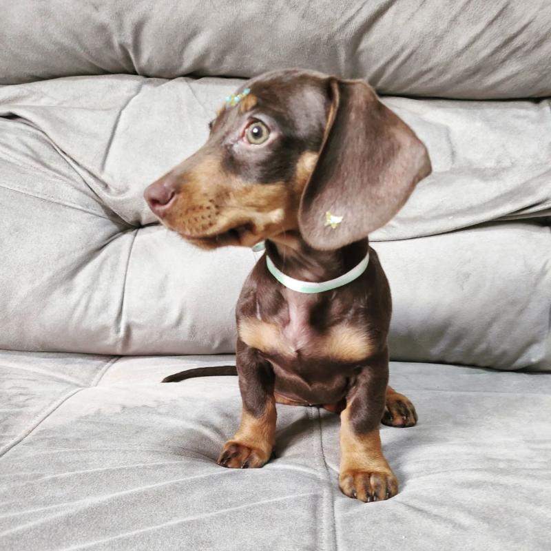 Gorgeous Male/Female DACHSHUND Puppies!!Please Email us AT (malingenfelter25@gmail.com) Image eClassifieds4u