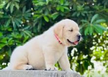 CKC Registered Labrador Retriever Puppies Available 💕Delivery Available🌎