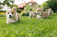 Adorable Welsh corgi puppies for adoption into new homes