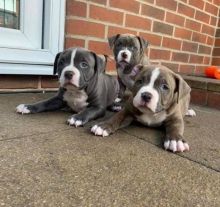 Blue Nose Pitbull puppies male and female looking for their forever home