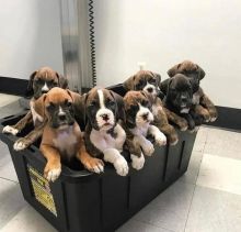 Healthy Male and female Boxer puppies for Re-Homing