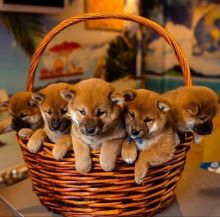 Male and Female Shiba Inu Puppies Seeking a New And Forever Home.