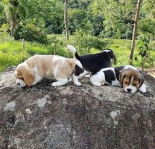 Sweet Male and Female Beagle puppies for adoption.