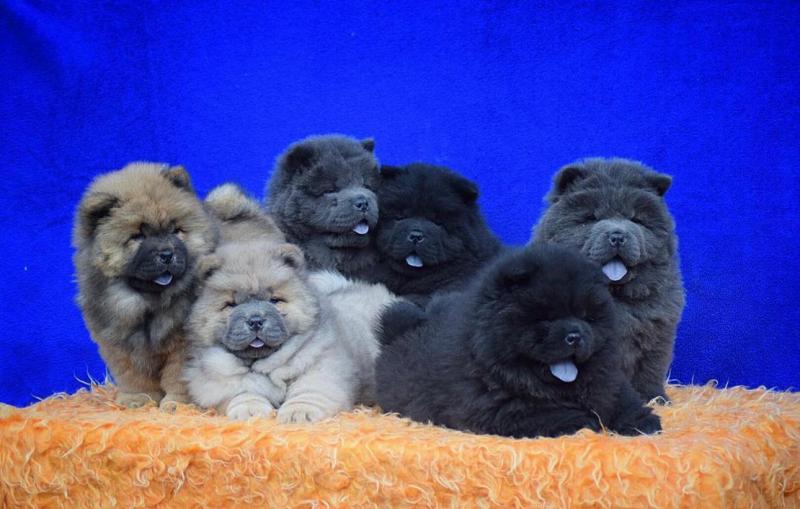 Adorable Chow Chow Puppies Now Ready For Adoption Image eClassifieds4u