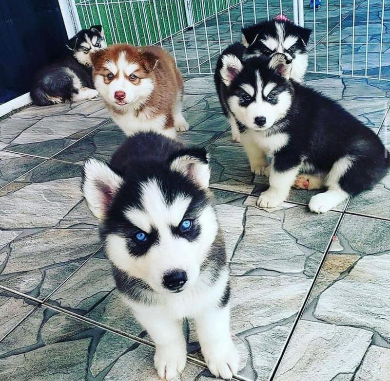 Cutest Blue eyes Male and Female Siberian Husky Puppies Ready Image eClassifieds4u