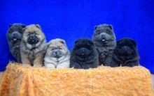 Adorable Chow Chow Puppies Now Ready For Adoption Image eClassifieds4u 2