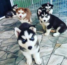 Cutest Blue eyes Male and Female Siberian Husky Puppies Ready Image eClassifieds4u 1