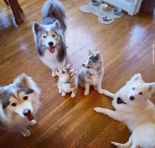Pomsky puppies ready to go to their new homes Image eClassifieds4u 1