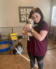 Pomsky puppies ready to go to their new homes Image eClassifieds4u 3