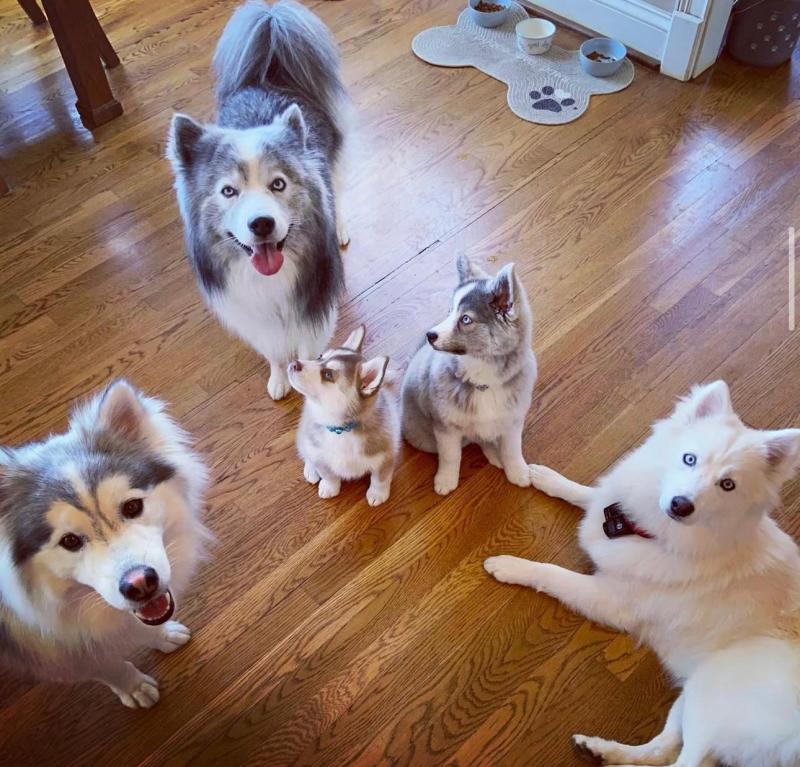 Pomsky puppies ready to go to their new homes Image eClassifieds4u