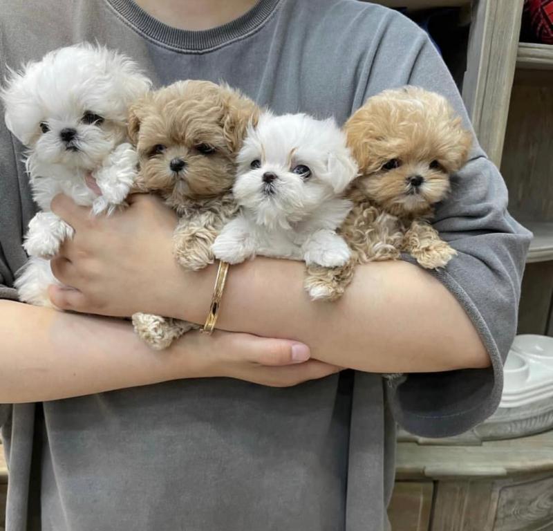 Teacup Maltese Puppies Needs a New Family Image eClassifieds4u