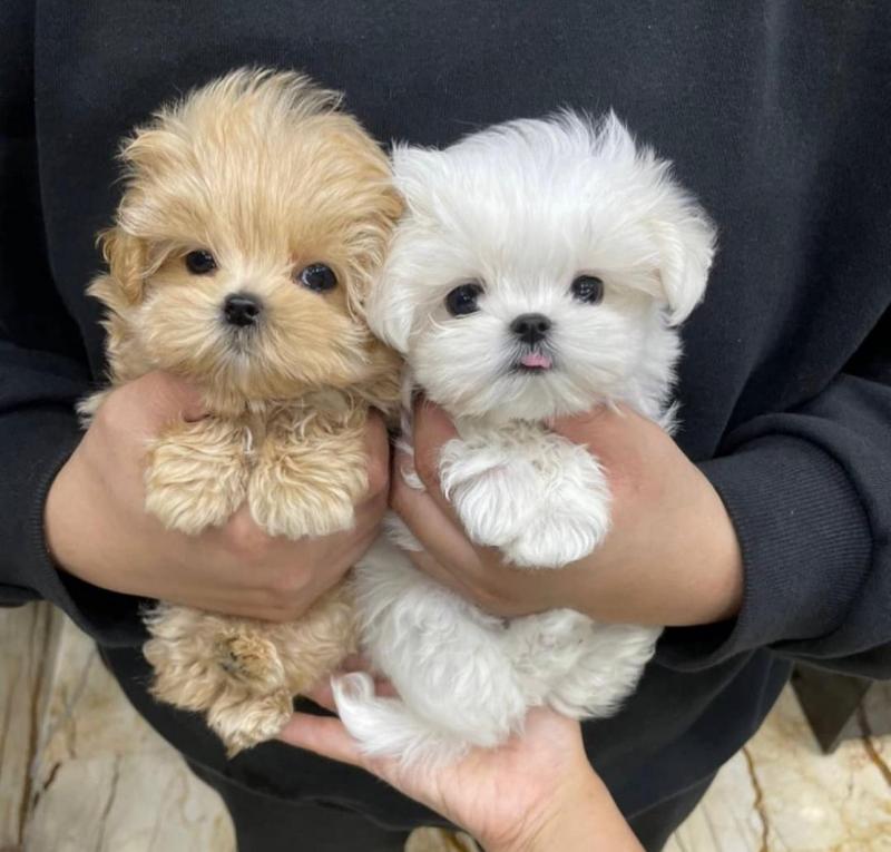 Teacup Maltese Puppies Needs a New Family Image eClassifieds4u