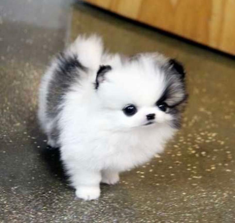 Teacup Pomeranian Puppies Available For New Homes Image eClassifieds4u