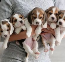 Sweet Male and Female Beagle puppies for adoption.
