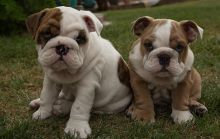 Beautiful English Bulldog Puppies for adoption
