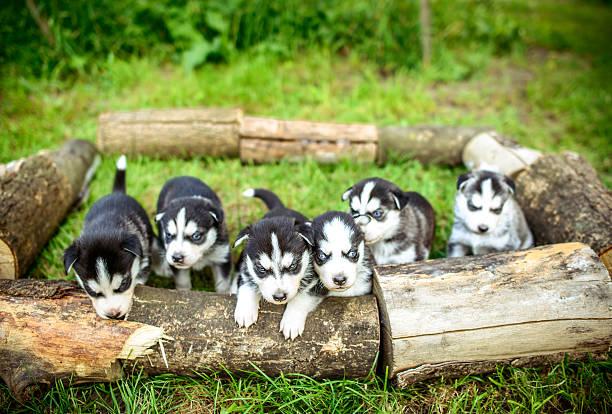 Cutest Blue eyes Male and Female Siberian Husky Puppies Ready Image eClassifieds4u