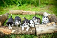 Cutest Blue eyes Male and Female Siberian Husky Puppies Ready Image eClassifieds4u 1