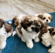 Two Shih Tzu puppies available for adoption Image eClassifieds4u 2