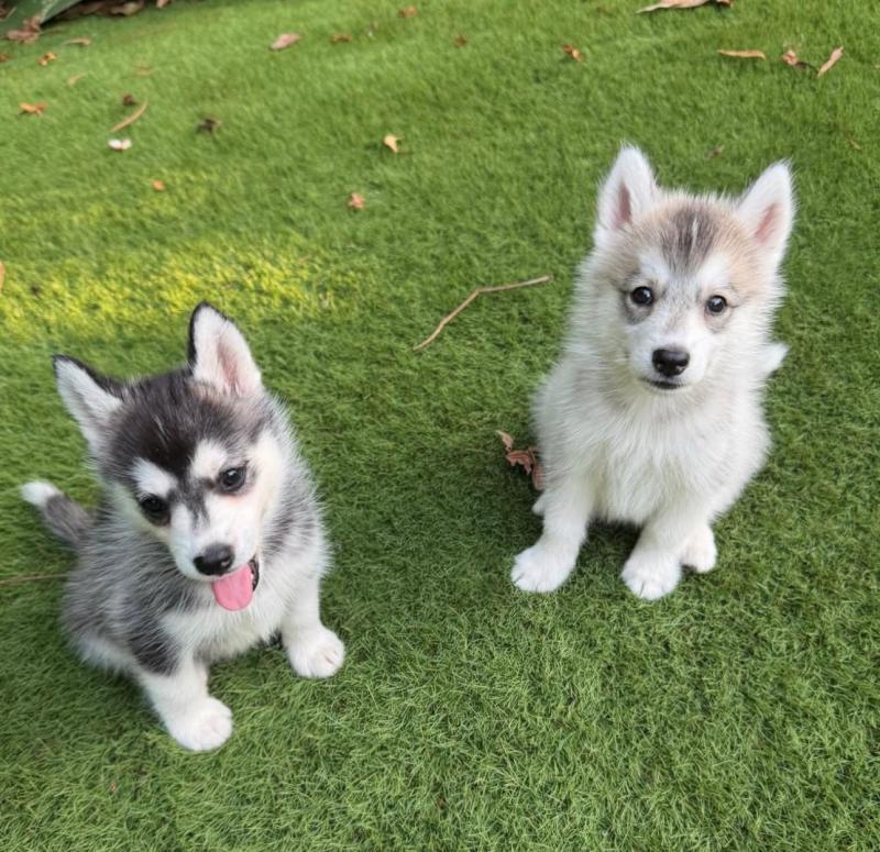 Pomsky puppies ready to go to their new homes Image eClassifieds4u