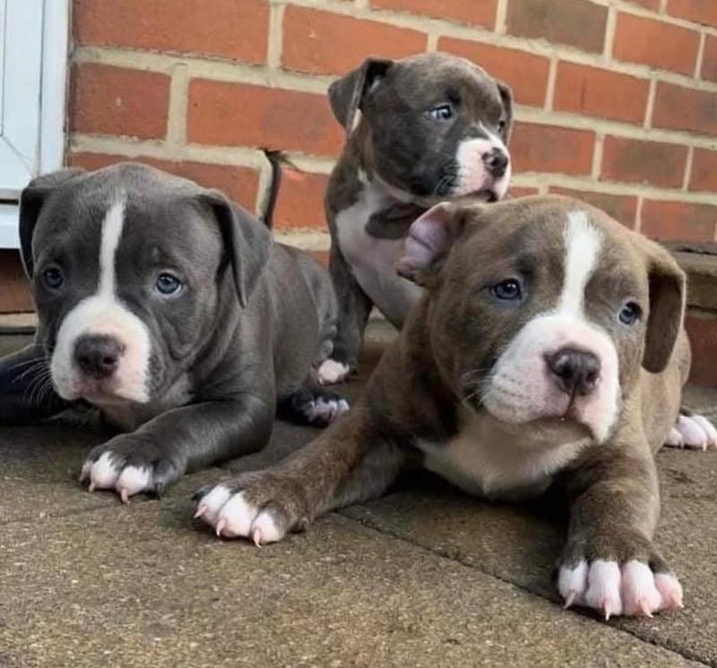 Blue Nose Pitbull puppies male and female looking for their forever home Image eClassifieds4u