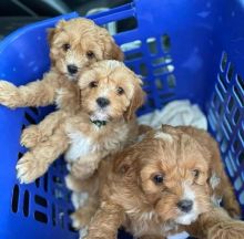 Active Cavapoo Puppies For Adoption