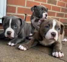 Blue Nose Pitbull puppies male and female looking for their forever home