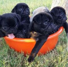 Purebred Pug Puppy for adoption