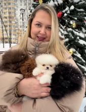 Teacup Pomeranian Puppies Available For New Homes