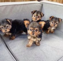 Yorkie Puppies Available For Adoption