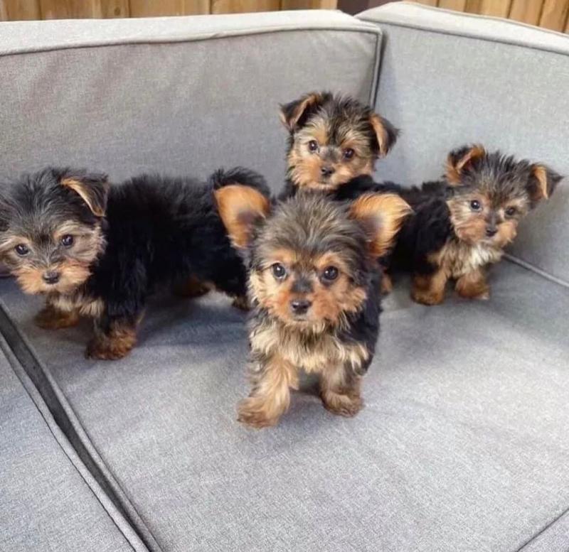Yorkie Puppies Available For Adoption Image eClassifieds4u
