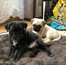 Purebred Pug Puppy for adoption