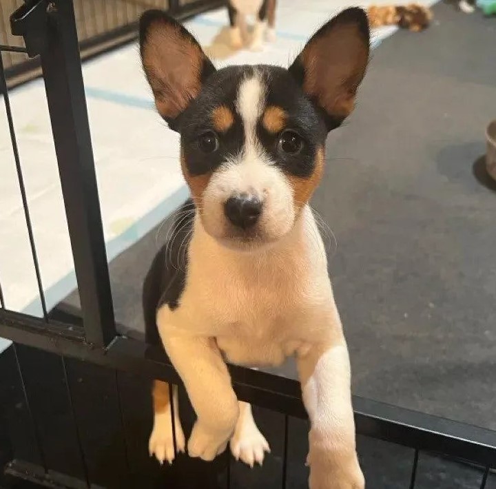 Healthy Basenji Puppies Image eClassifieds4u