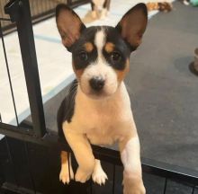 Healthy Basenji Puppies Image eClassifieds4u 1